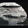 Orthoceras michelinoceras s.p. fosil