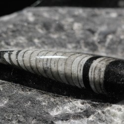 Orthoceras michelinoceras s.p. fosil