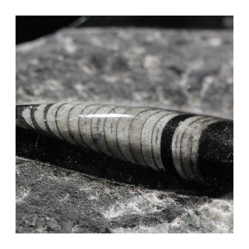 Orthoceras michelinoceras s.p. fosil