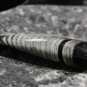Orthoceras michelinoceras s.p. fosil