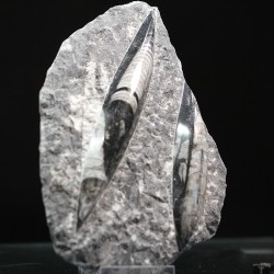 Orthoceras michelinoceras s.p. fosil