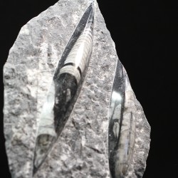 Orthoceras michelinoceras s.p. fosil