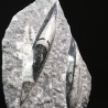 Orthoceras michelinoceras s.p. fosil