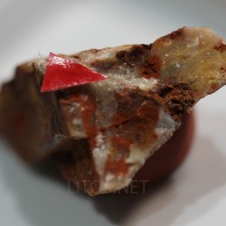 Perroudita