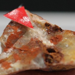Perroudita