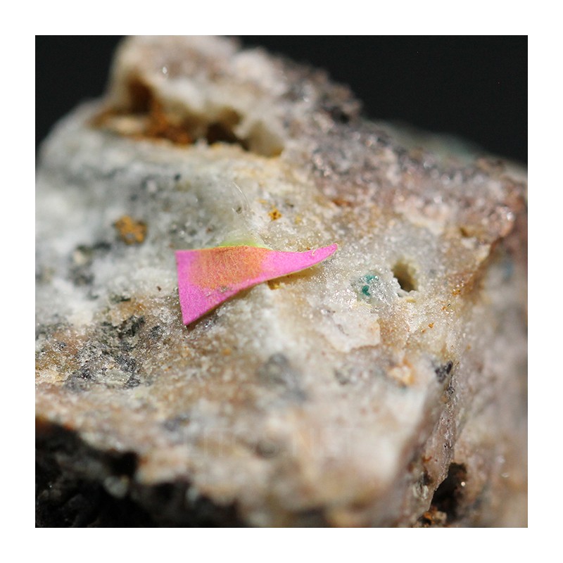 Boleita