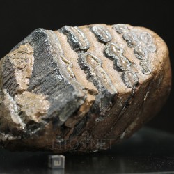 Molar de mamut