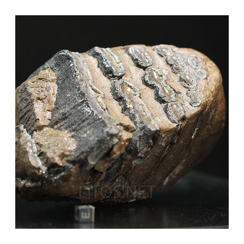 Molar de mamut