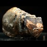 Molar de mamut