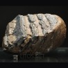 Molar de mamut