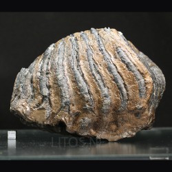 Molar de mamut