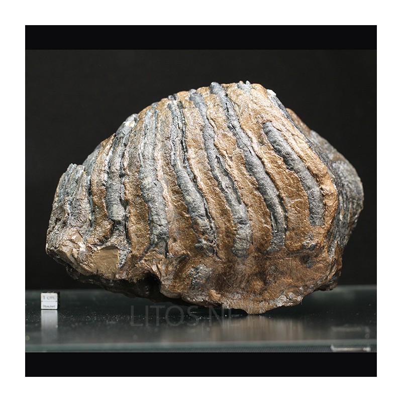 Molar de mamut