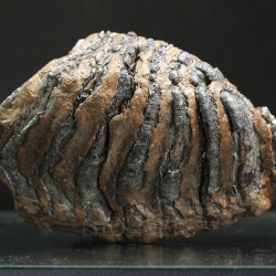 Molar de mamut