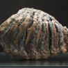Molar de mamut