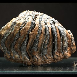 Molar de mamut
