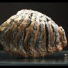Molar de mamut