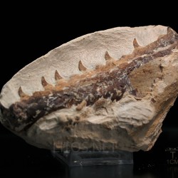 Tethysaurus nopcsai