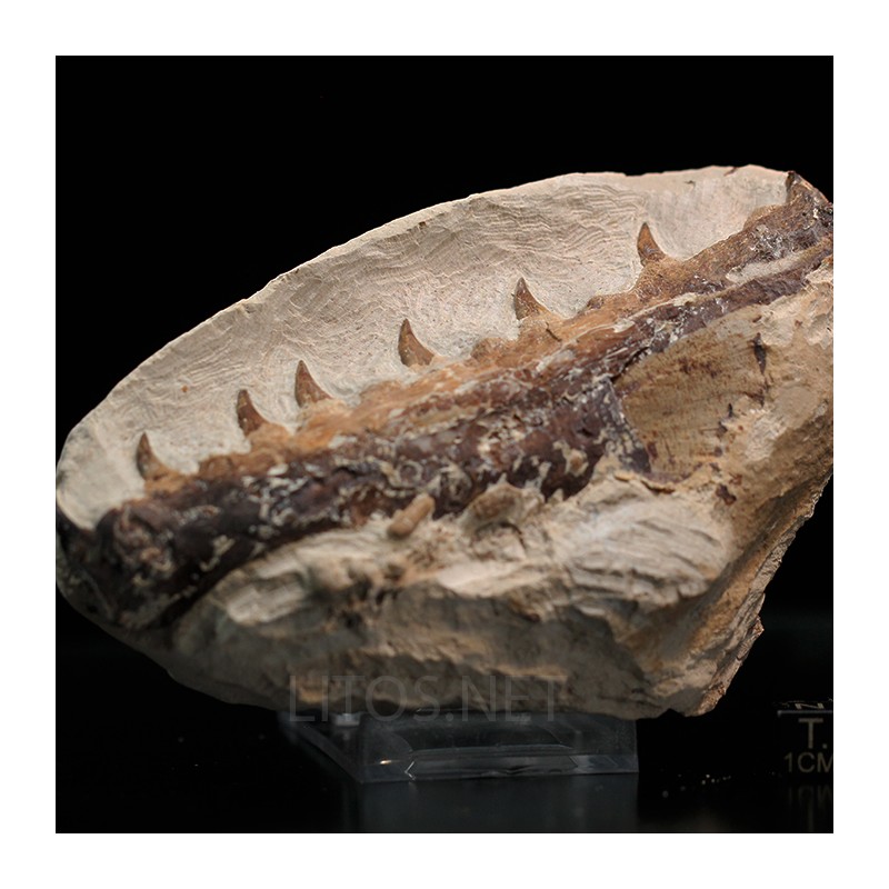 Tethysaurus nopcsai