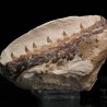 Tethysaurus nopcsai