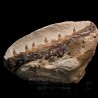 Tethysaurus nopcsai