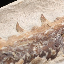 Tethysaurus nopcsai