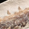 Tethysaurus nopcsai