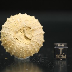 Tetragamma marticiense