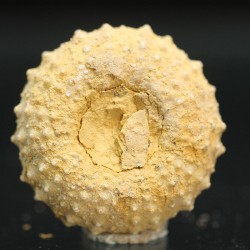 Tetragamma marticiense