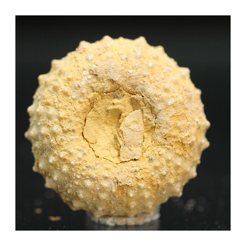 Tetragamma marticiense