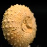 Tetragamma marticiense