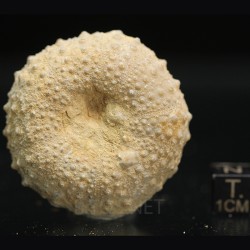 Tetragamma marticiense