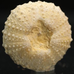Tetragamma marticiense