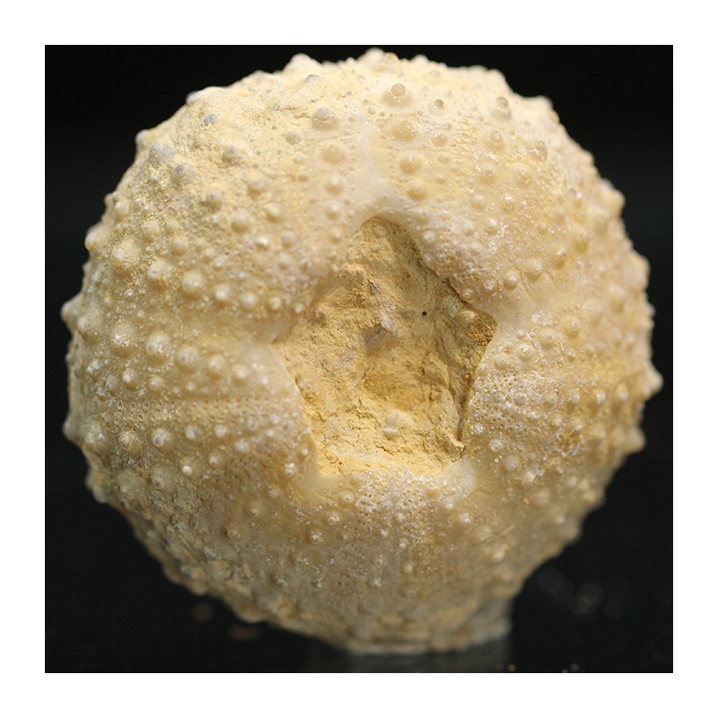 Tetragamma marticiense