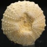 Tetragamma marticiense