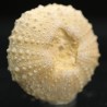 Tetragamma marticiense