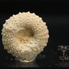 Tetragamma marticiense