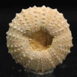 Tetragamma marticiense