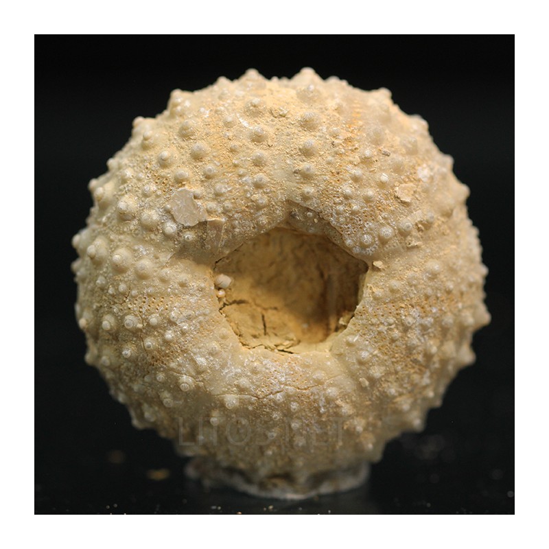 Tetragamma marticiense