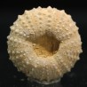 Tetragamma marticiense