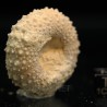 Tetragamma marticiense