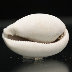 Siphocypraea philemoni