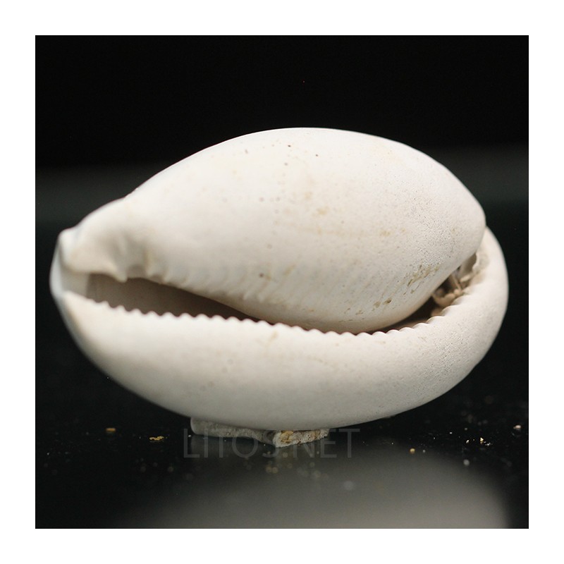 Siphocypraea philemoni
