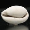 Siphocypraea philemoni