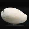 Siphocypraea philemoni