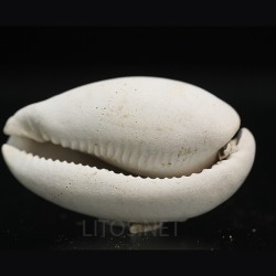 Siphocypraea philemoni