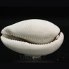 Siphocypraea philemoni
