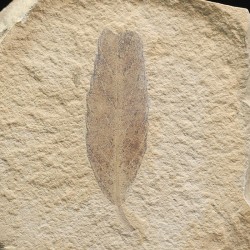 Hoja fósil