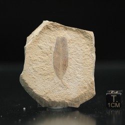 Hoja fósil