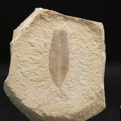 Hoja fósil