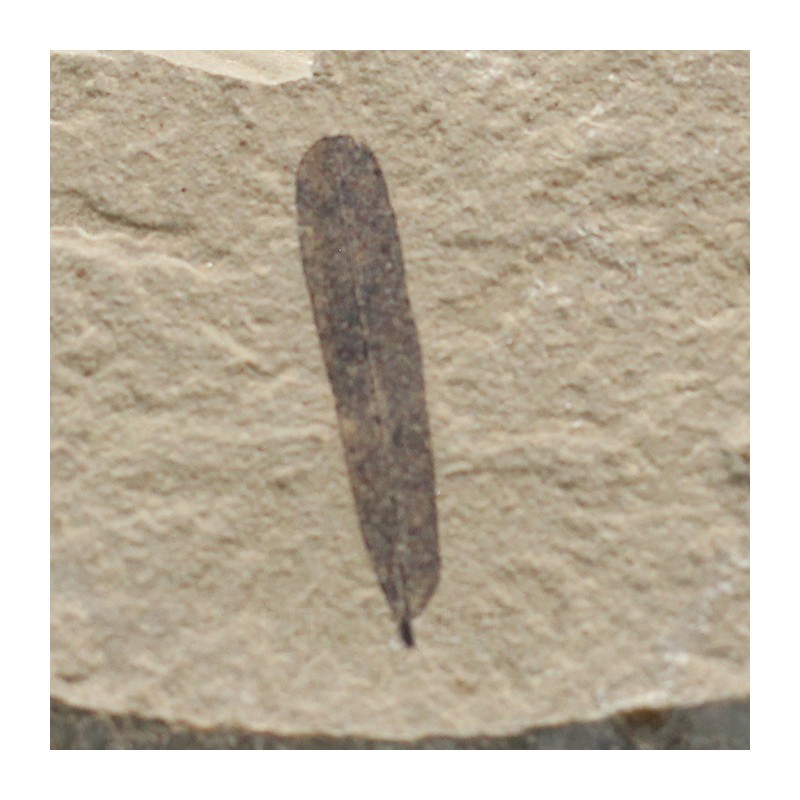 Hoja fósil